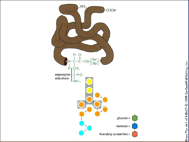 OLIGOSACCARIDE 