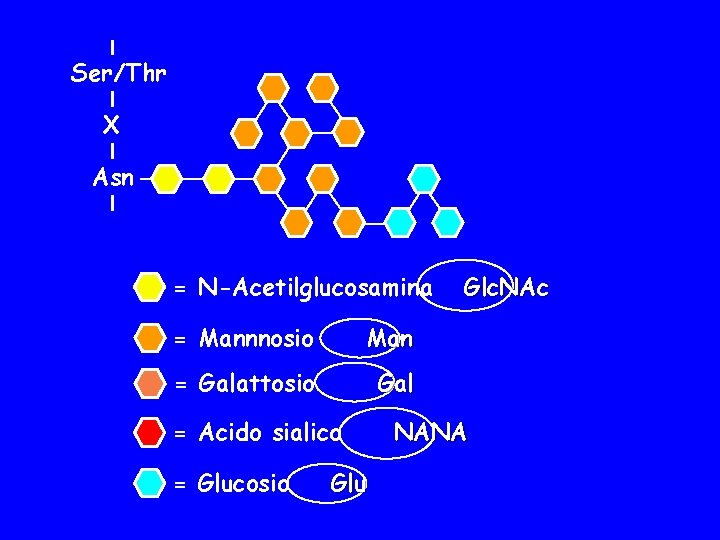 Ser/Thr X Asn = N-Acetilglucosamina = Mannnosio Man = Galattosio Gal = Acido sialico