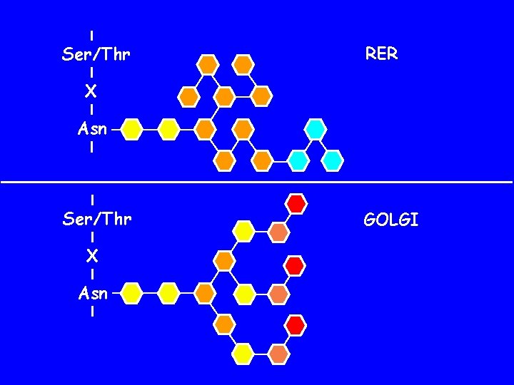 Ser/Thr RER X Asn Ser/Thr X Asn GOLGI 