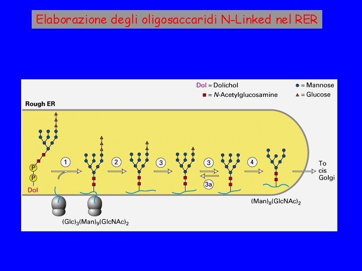 Elaborazione degli oligosaccaridi N-Linked nel RER 