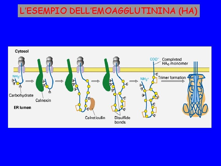 L’ESEMPIO DELL’EMOAGGLUTININA (HA) 