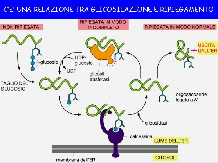 C’E’ UNA RELAZIONE TRA GLICOSILAZIONE E RIPIEGAMENTO 