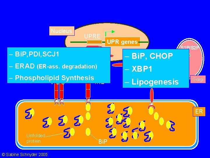 The Unfolded Protein Response (UPR) Nucleus UPRE UPR genes S 1 P/S 2 P