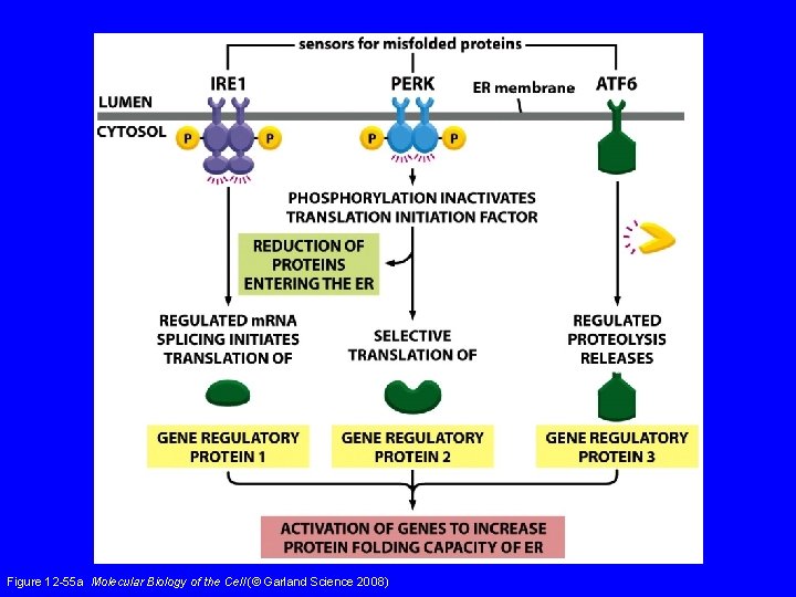 Figure 12 -55 a Molecular Biology of the Cell (© Garland Science 2008) 