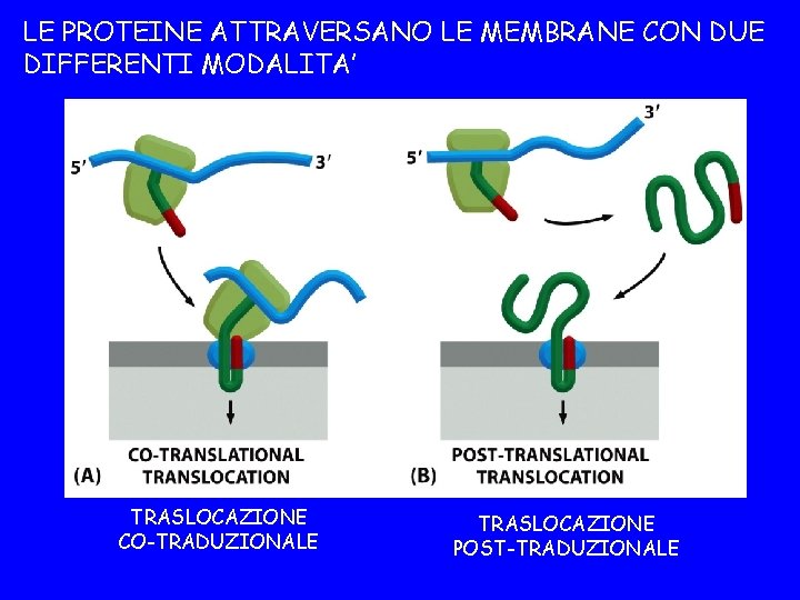 LE PROTEINE ATTRAVERSANO LE MEMBRANE CON DUE DIFFERENTI MODALITA’ TRASLOCAZIONE CO-TRADUZIONALE TRASLOCAZIONE POST-TRADUZIONALE 