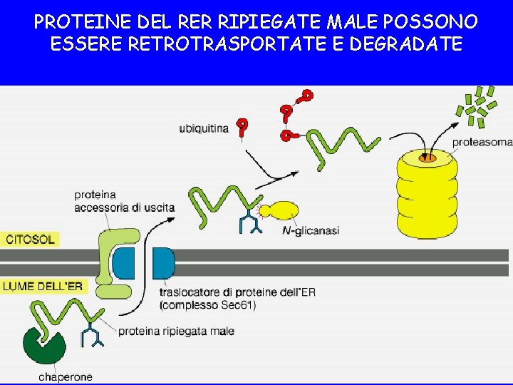 PROTEINE DEL RER RIPIEGATE MALE POSSONO ESSERE RETROTRASPORTATE E DEGRADATE 