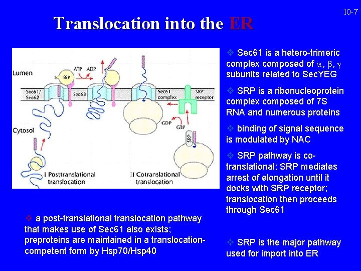 Translocation into the ER 10 -7 v Sec 61 is a hetero-trimeric complex composed