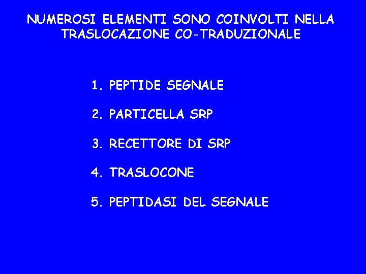 NUMEROSI ELEMENTI SONO COINVOLTI NELLA TRASLOCAZIONE CO-TRADUZIONALE 1. PEPTIDE SEGNALE 2. PARTICELLA SRP 3.