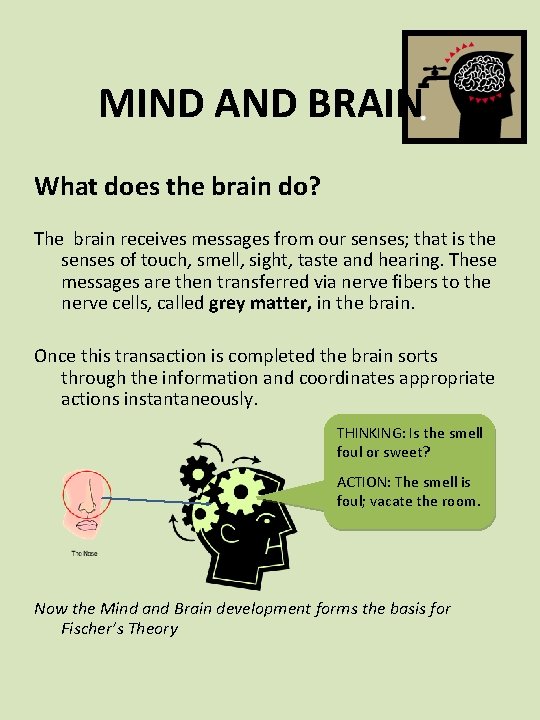 MIND AND BRAIN What does the brain do? The brain receives messages from our