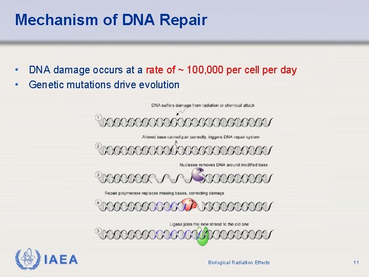 Mechanism of DNA Repair • DNA damage occurs at a rate of ~ 100,