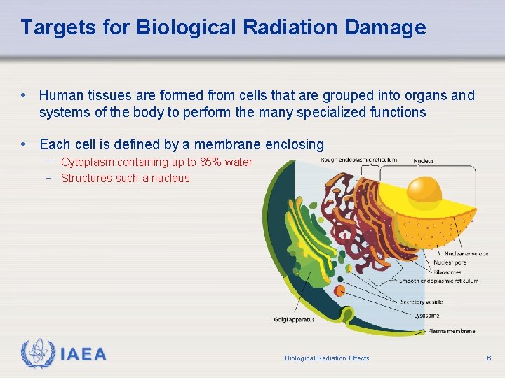 Targets for Biological Radiation Damage • Human tissues are formed from cells that are