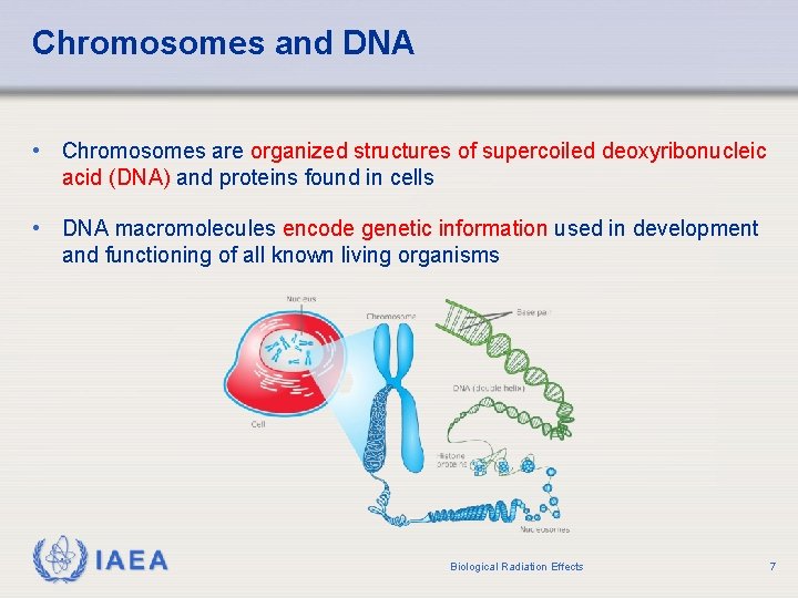 Chromosomes and DNA • Chromosomes are organized structures of supercoiled deoxyribonucleic acid (DNA) and