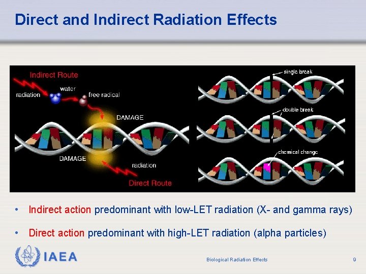 Direct and Indirect Radiation Effects • Indirect action predominant with low-LET radiation (X- and