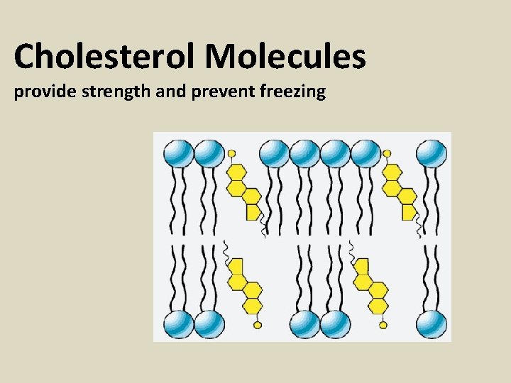 Cholesterol Molecules provide strength and prevent freezing 