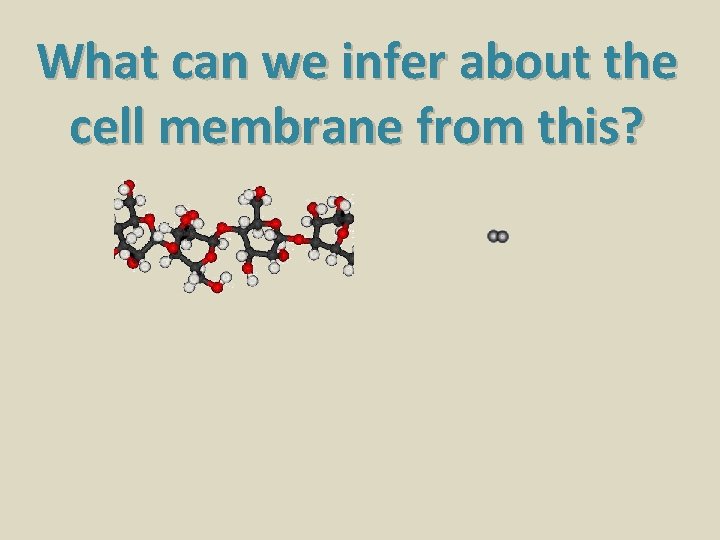 What can we infer about the cell membrane from this? 