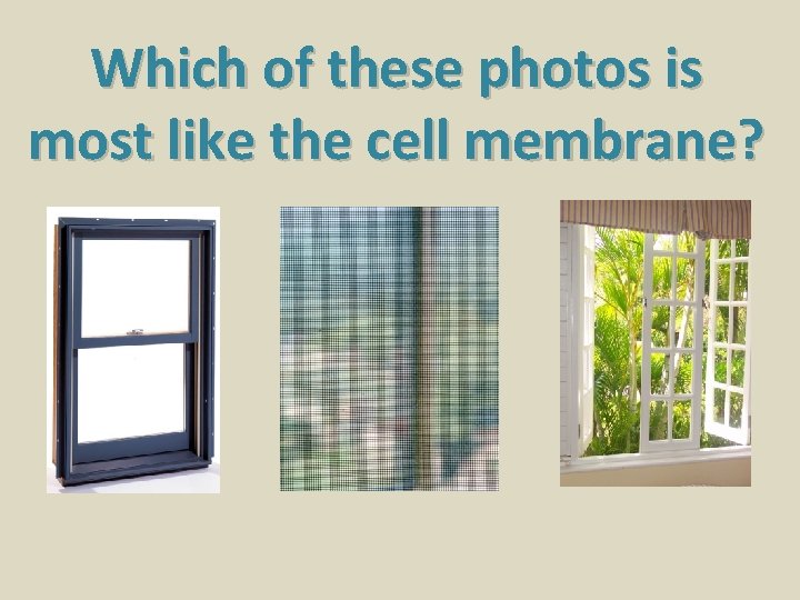 Which of these photos is most like the cell membrane? 