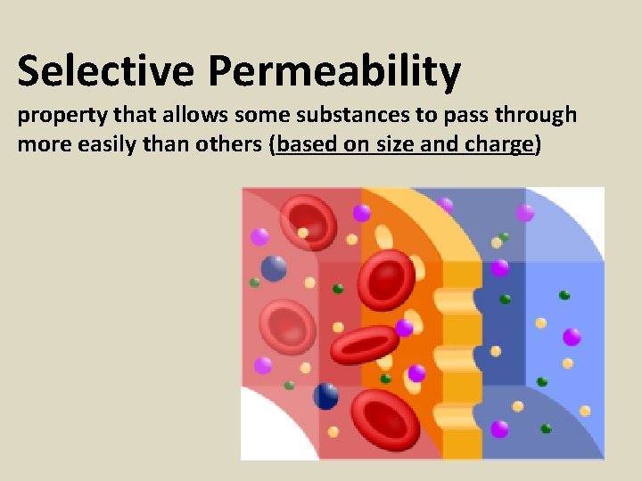 Selective Permeability property that allows some substances to pass through more easily than others