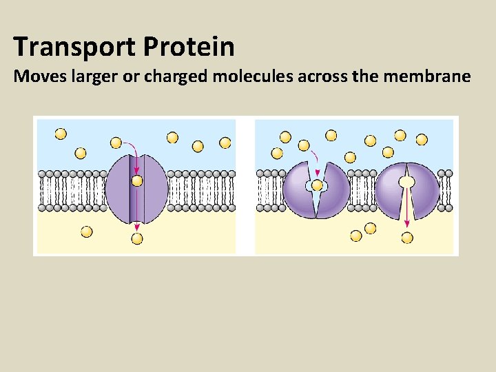 Transport Protein Moves larger or charged molecules across the membrane 