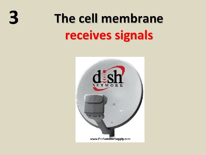 3 The cell membrane receives signals 