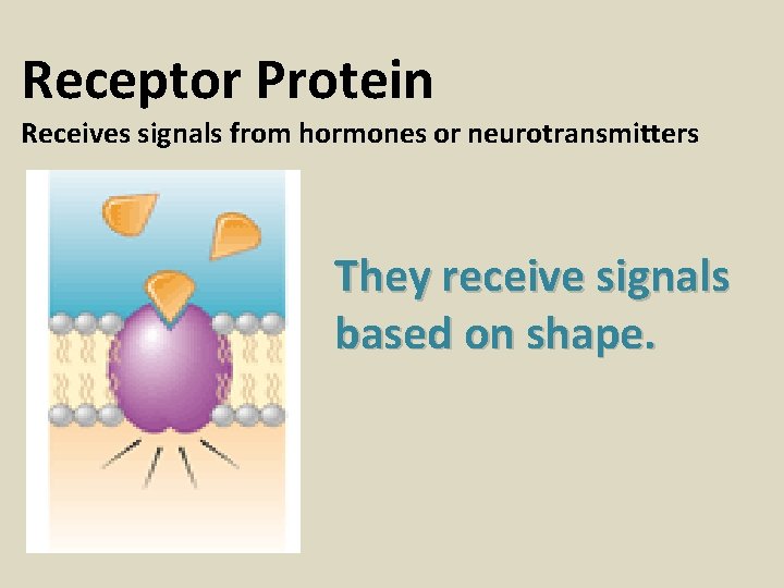 Receptor Protein Receives signals from hormones or neurotransmitters They receive signals based on shape.