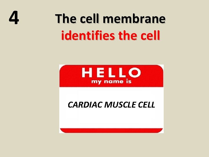 4 The cell membrane identifies the cell CARDIAC MUSCLE CELL 