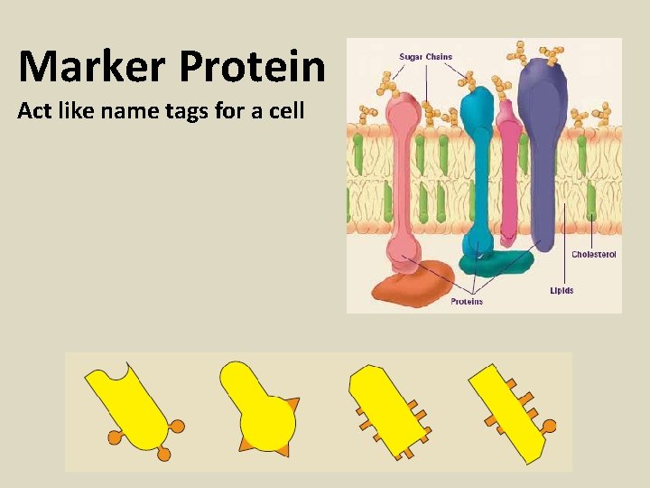 Marker Protein Act like name tags for a cell 