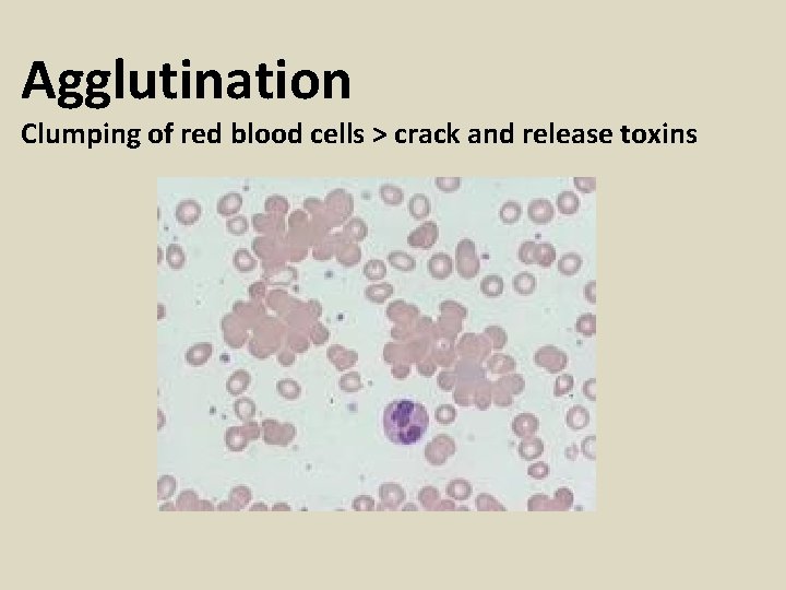 Agglutination Clumping of red blood cells > crack and release toxins 