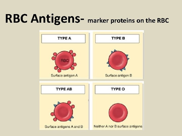 RBC Antigens- marker proteins on the RBC 