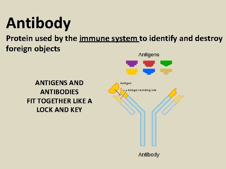 Antibody Protein used by the immune system to identify and destroy foreign objects ANTIGENS