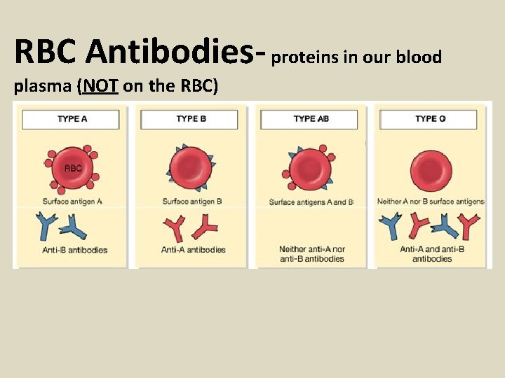 RBC Antibodies- proteins in our blood plasma (NOT on the RBC) 