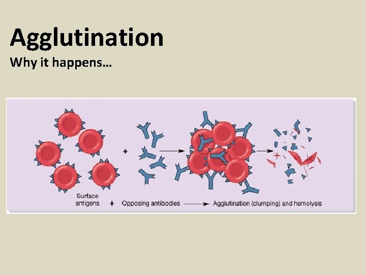 Agglutination Why it happens… 