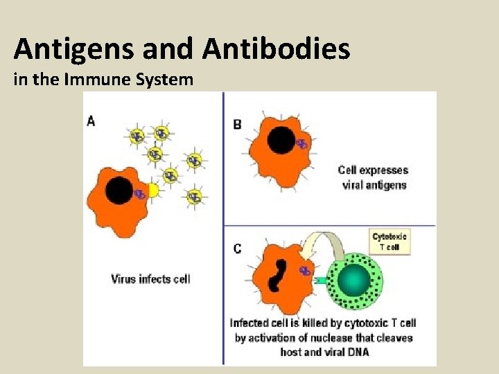 Antigens and Antibodies in the Immune System 