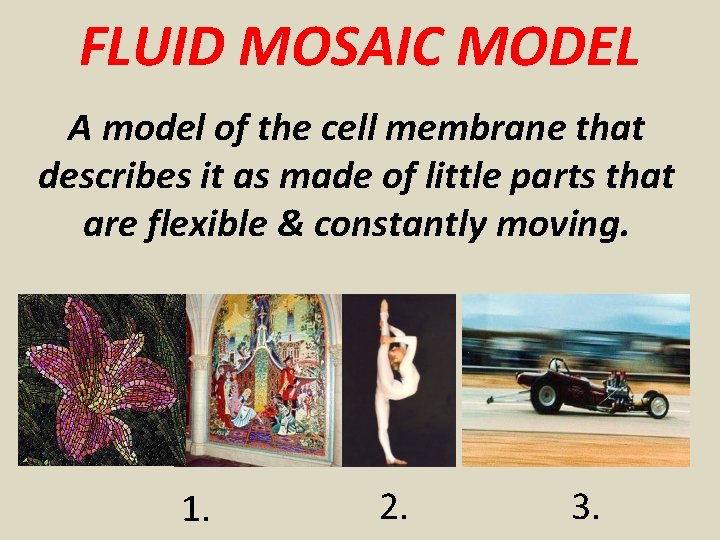 FLUID MOSAIC MODEL A model of the cell membrane that describes it as made