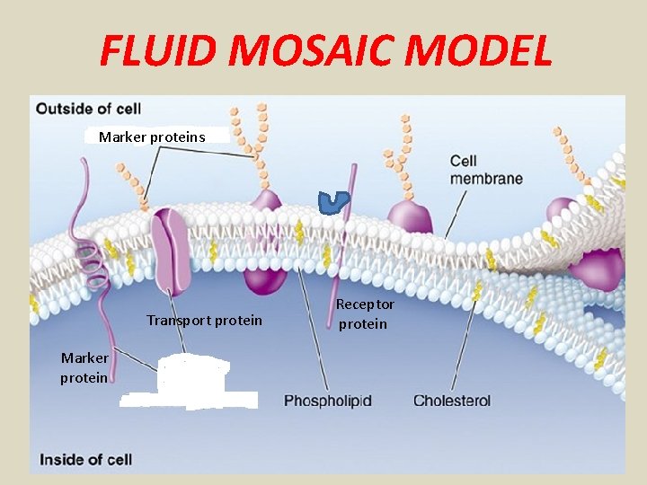 FLUID MOSAIC MODEL Marker proteins Transport protein Marker protein Receptor protein 