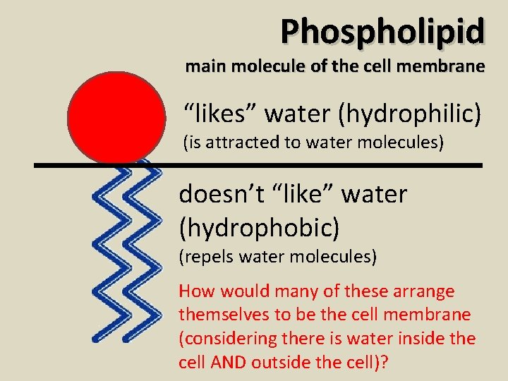 Phospholipid main molecule of the cell membrane “likes” water (hydrophilic) (is attracted to water