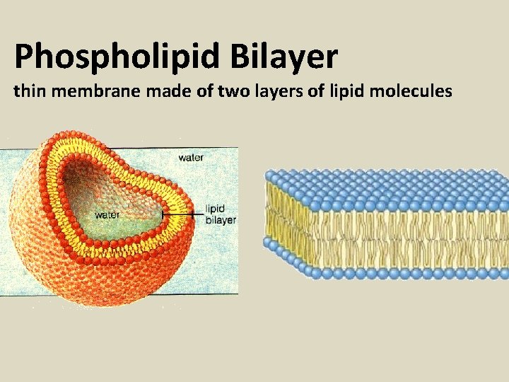 Phospholipid Bilayer thin membrane made of two layers of lipid molecules 