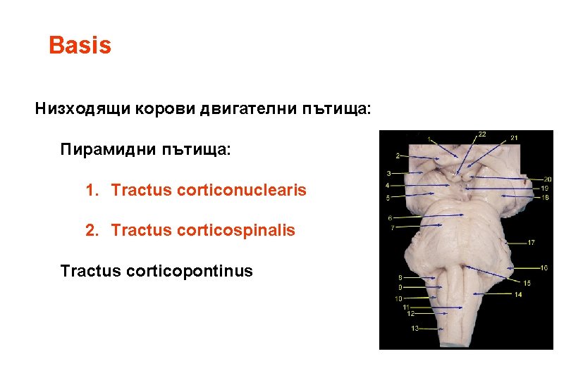 Basis Низходящи корови двигателни пътища: Пирамидни пътища: 1. Tractus corticonuclearis 2. Tractus corticospinalis Tractus Basis Низходящи корови двигателни пътища: Пирамидни пътища: 1. Tractus corticonuclearis 2. Tractus corticospinalis Tractus