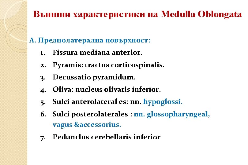 Външни характеристики на Medulla Oblongata A. Преднолатерална повърхност: 1. Fissura mediana anterior. 2. Pyramis: Външни характеристики на Medulla Oblongata A. Преднолатерална повърхност: 1. Fissura mediana anterior. 2. Pyramis: