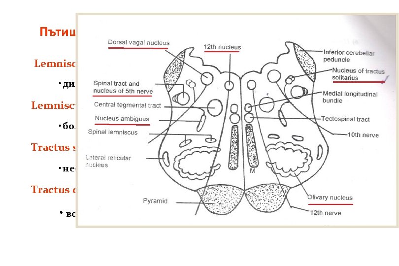 Пътища Lemniscus medialis • дискриминационна сетивност Lemniscus spinalis • болка и температура Tractus spinocerebellaris Пътища Lemniscus medialis • дискриминационна сетивност Lemniscus spinalis • болка и температура Tractus spinocerebellaris