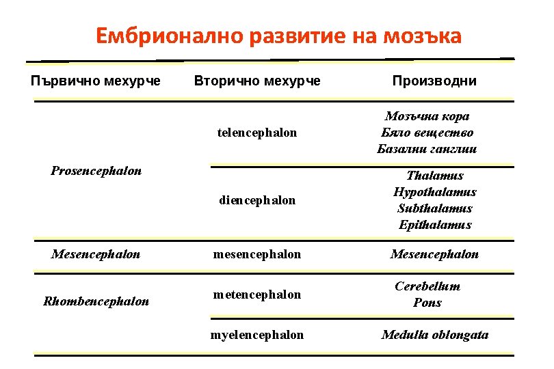 Ембрионално развитие на мозъка Първично мехурче Вторично мехурче telencephalon Мозъчна кора Бяло вещество Базални Ембрионално развитие на мозъка Първично мехурче Вторично мехурче telencephalon Мозъчна кора Бяло вещество Базални