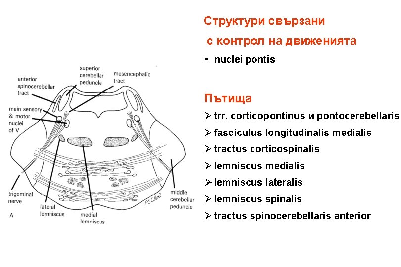 Структури свързани с контрол на движенията • nuclei pontis Пътища Ø trr. corticopontinus и Структури свързани с контрол на движенията • nuclei pontis Пътища Ø trr. corticopontinus и