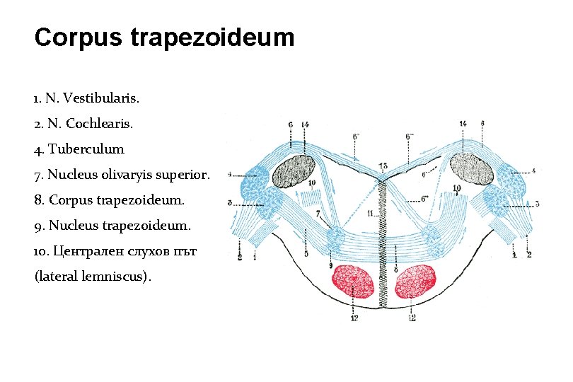 Corpus trapezoideum 1. N. Vestibularis. 2. N. Cochlearis. 4. Tuberculum 7. Nucleus olivaryis superior. Corpus trapezoideum 1. N. Vestibularis. 2. N. Cochlearis. 4. Tuberculum 7. Nucleus olivaryis superior.