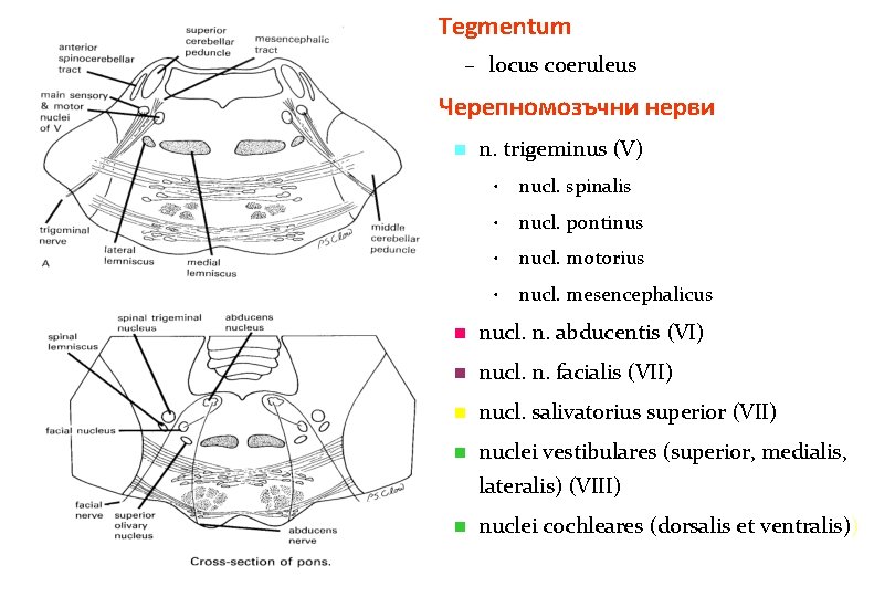 Tegmentum – locus coeruleus Черепномозъчни нерви n n. trigeminus (V) • nucl. spinalis • Tegmentum – locus coeruleus Черепномозъчни нерви n n. trigeminus (V) • nucl. spinalis •