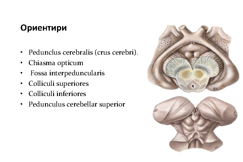 Ориентири • • • Pedunclus cerebralis (crus cerebri). Chiasma opticum Fossa interpeduncularis Colliculi superiores Ориентири • • • Pedunclus cerebralis (crus cerebri). Chiasma opticum Fossa interpeduncularis Colliculi superiores