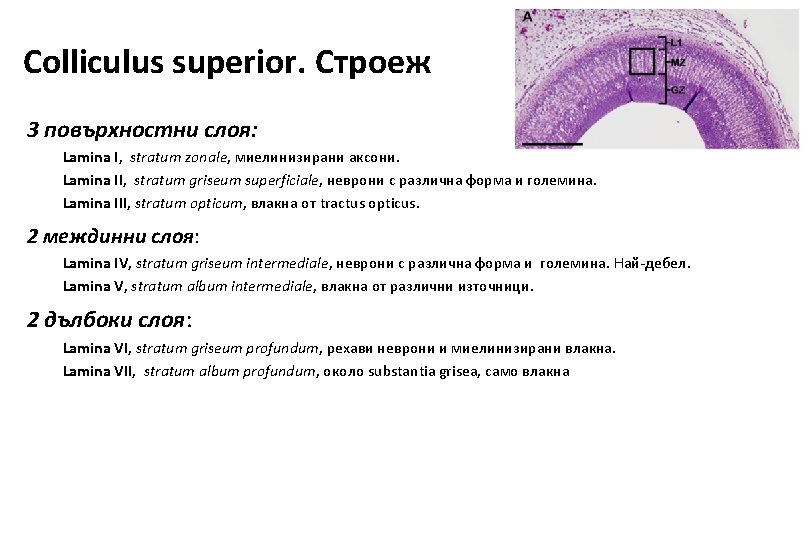 Colliculus superior. Строеж 3 повърхностни слоя: Lamina I, stratum zonale, миелинизирани аксони. Lamina II, Colliculus superior. Строеж 3 повърхностни слоя: Lamina I, stratum zonale, миелинизирани аксони. Lamina II,