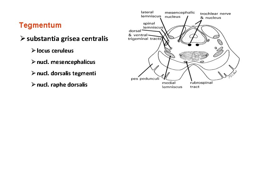 Tegmentum Ø substantia grisea centralis Ø locus ceruleus Ø nucl. mesencephalicus Ø nucl. dorsalis Tegmentum Ø substantia grisea centralis Ø locus ceruleus Ø nucl. mesencephalicus Ø nucl. dorsalis