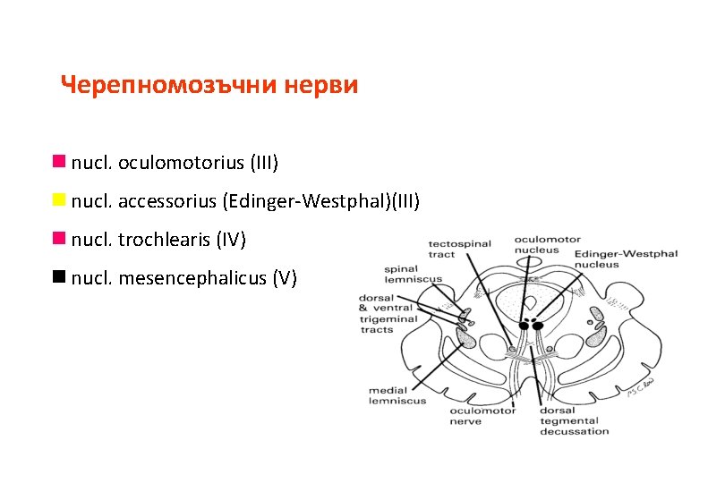 Черепномозъчни нерви n nucl. oculomotorius (III) n nucl. accessorius (Edinger-Westphal)(III) n nucl. trochlearis (IV) Черепномозъчни нерви n nucl. oculomotorius (III) n nucl. accessorius (Edinger-Westphal)(III) n nucl. trochlearis (IV)
