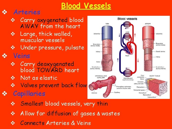 v Arteries Blood Vessels v Carry oxygenated blood AWAY from the heart v Large,