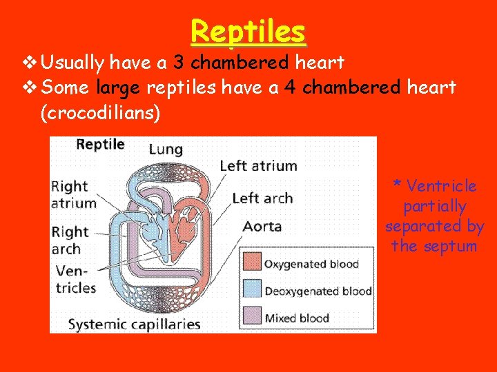 Reptiles v Usually have a 3 chambered heart v Some large reptiles have a