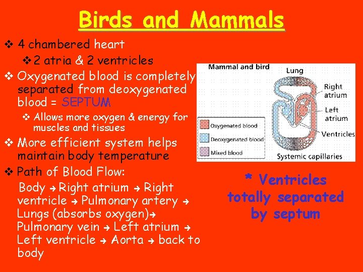 Birds and Mammals v 4 chambered heart v 2 atria & 2 ventricles v